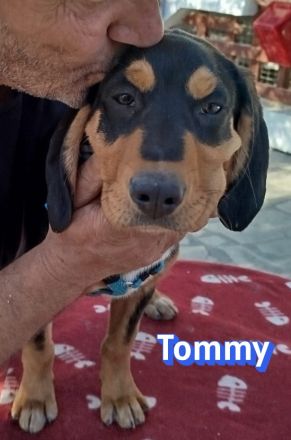 Tara, Tobi, Tommy  11/25 - suchen ihre Familien