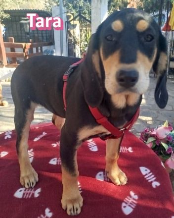 Tara, Tobi, Tommy  11/25 - suchen ihre Familien