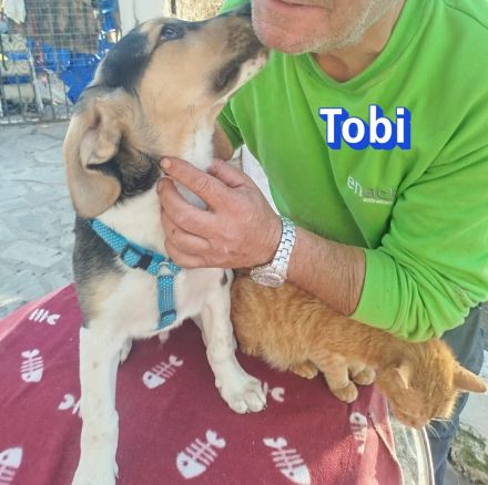 Tara, Tobi, Tommy  11/25 - suchen ihre Familien
