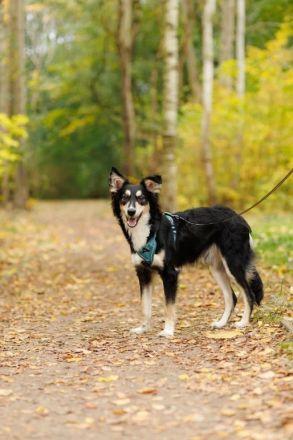 VERMITTLUNGSHILFE Bublik, 12/24 - wartet in 95679 Waldershof auf eine Chance