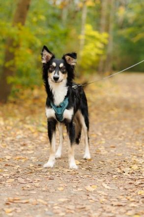 VERMITTLUNGSHILFE Bublik, 12/24 - wartet in 95679 Waldershof auf eine Chance