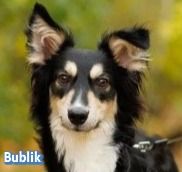 VERMITTLUNGSHILFE Bublik, 12/24 - wartet in 95679 Waldershof auf eine Chance