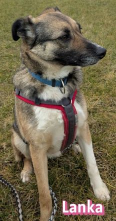 VERMITTLUNGSHILFE Benito und Lanka, 01/19, 01/22 - Traumpaar wartet in 69221 Dossenheim