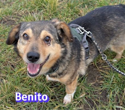 VERMITTLUNGSHILFE Benito und Lanka, 01/19, 01/22 - Traumpaar wartet in 69221 Dossenheim