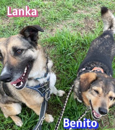 VERMITTLUNGSHILFE Benito und Lanka, 01/19, 01/22 - Traumpaar wartet in 69221 Dossenheim