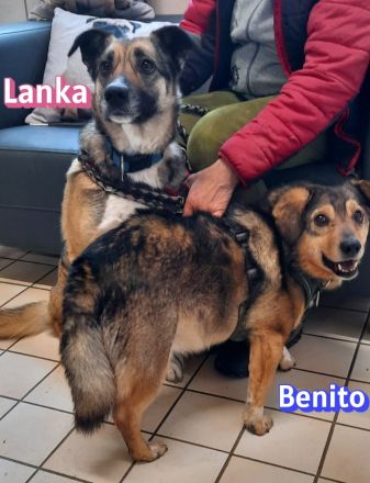VERMITTLUNGSHILFE Benito und Lanka, 01/19, 01/22 - Traumpaar wartet in 69221 Dossenheim