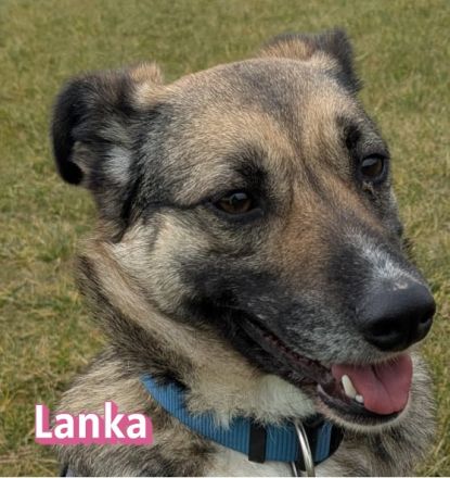 VERMITTLUNGSHILFE Benito und Lanka, 01/19, 01/22 - Traumpaar wartet in 69221 Dossenheim