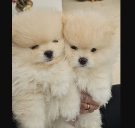 Traumhafte Süsse Zwergspitz Pomeranian Welpen!!