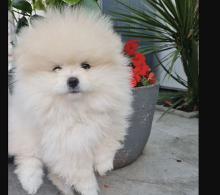 Traumhafte Süsse Zwergspitz Pomeranian Welpen!!