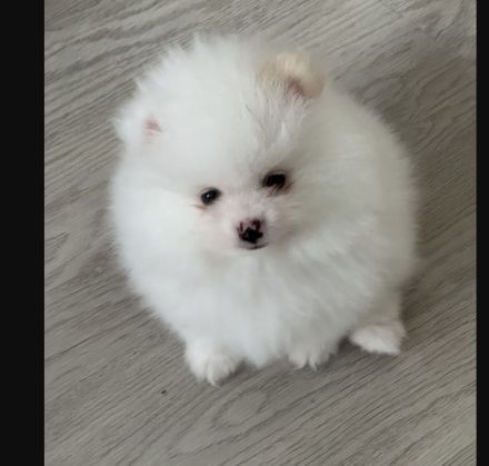 Traumhafte Süsse Zwergspitz Pomeranian Welpen!!