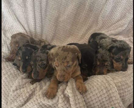 Wunderschöne Typvolle Dackel Welpen!!