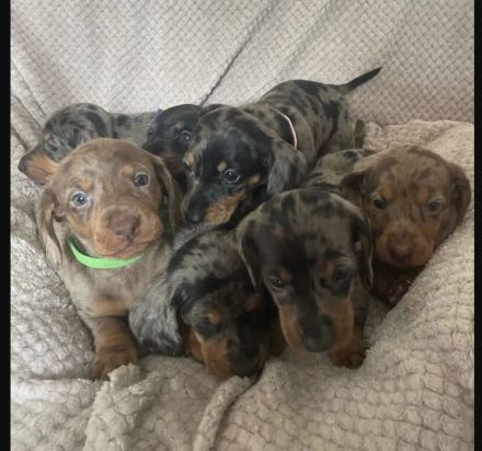 Wunderschöne Typvolle Dackel Welpen!!