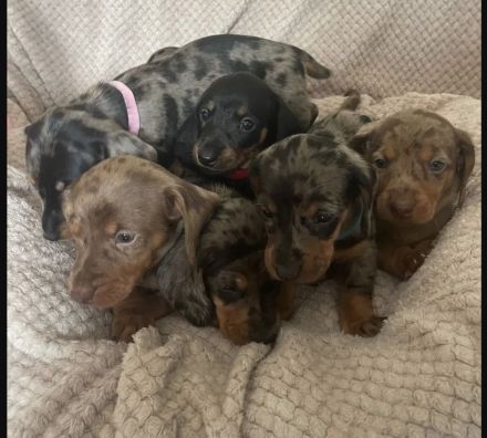 Wunderschöne Typvolle Dackel Welpen!!