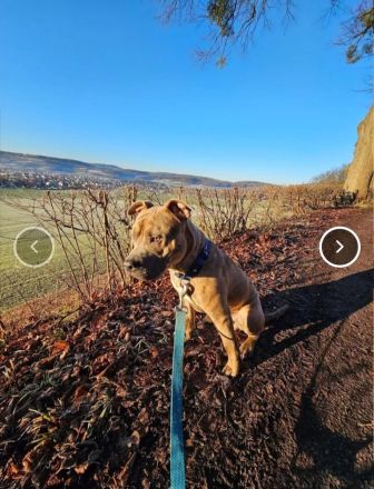 Baxx sucht ein neues Zuhause