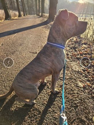 Baxx sucht ein neues Zuhause