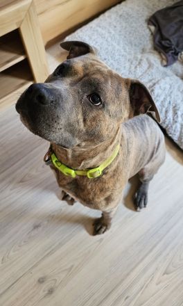 Baxx sucht ein neues Zuhause