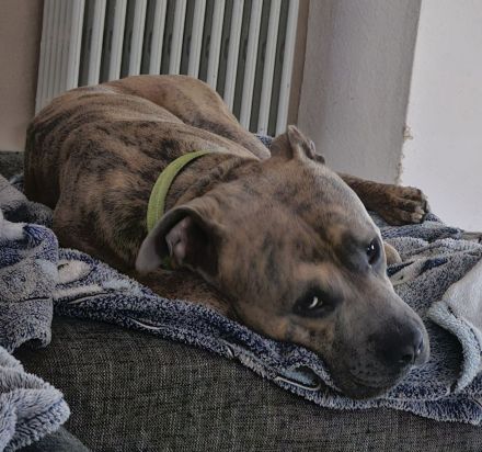 Baxx sucht ein neues Zuhause