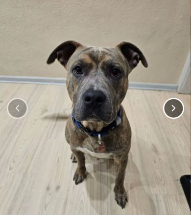 Baxx sucht ein neues Zuhause