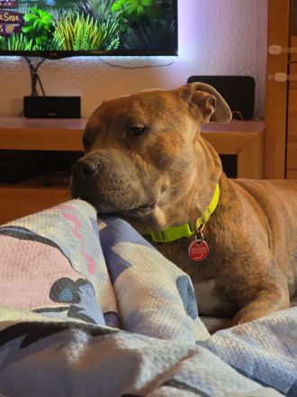 Baxx sucht ein neues Zuhause