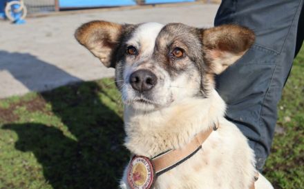 Freundliche und soziale Finnie sucht Anschluss