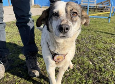 Freundliche und soziale Finnie sucht Anschluss