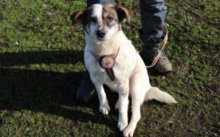 Freundliche und soziale Finnie sucht Anschluss