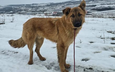Caillou erobert die Herzen mit seiner Lebensfreude im Sturm
