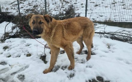 Caillou erobert die Herzen mit seiner Lebensfreude im Sturm