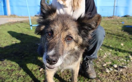 Ruhige und sanfte Seele Juni sucht Zuhause