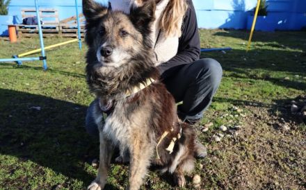 Ruhige und sanfte Seele Juni sucht Zuhause