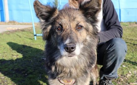 Ruhige und sanfte Seele Juni sucht Zuhause