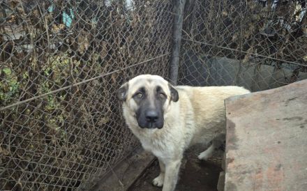 Bjarki möchte endlich ankommen - dein neuer treuer Begleiter?