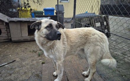 Bjarki möchte endlich ankommen - dein neuer treuer Begleiter?