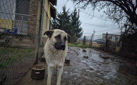 Bjarki möchte endlich ankommen - dein neuer treuer Begleiter?