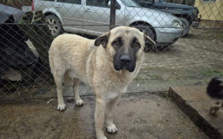 Bjarki möchte endlich ankommen - dein neuer treuer Begleiter?