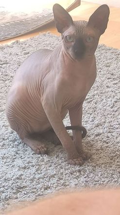 Deckkater Don Sphynx
