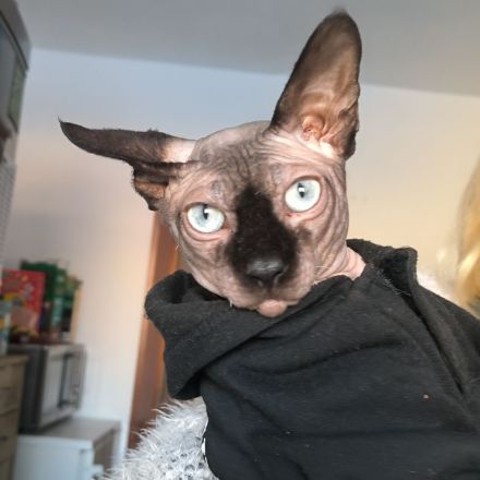 Deckkater Don Sphynx