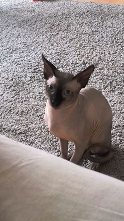 Deckkater Don Sphynx
