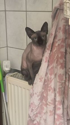 Deckkater Don Sphynx