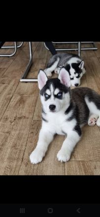 Sibirische Husky Welpen – Reinrassig (ohne Papiere), geimpft & gechipt