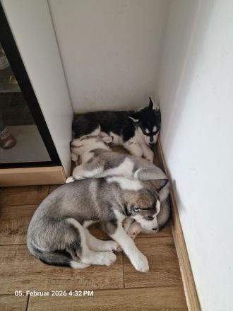 Sibirische Husky Welpen – Reinrassig (ohne Papiere), geimpft & gechipt