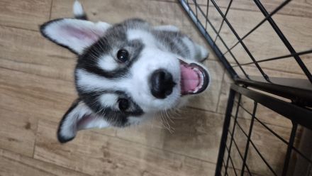 Sibirische Husky Welpen – Reinrassig (ohne Papiere), geimpft & gechipt