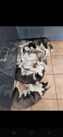 Sibirische Husky Welpen – Reinrassig (ohne Papiere), geimpft & gechipt