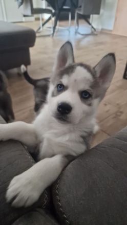 Sibirische Husky Welpen – Reinrassig (ohne Papiere), geimpft & gechipt