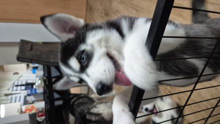 Sibirische Husky Welpen – Reinrassig (ohne Papiere), geimpft & gechipt