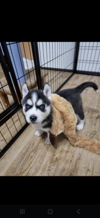 Sibirische Husky Welpen – Reinrassig (ohne Papiere), geimpft & gechipt