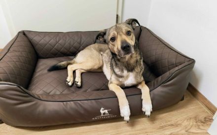 Wer schenkt dem kleinen Entdecker Kirnkin sein Zuhause?