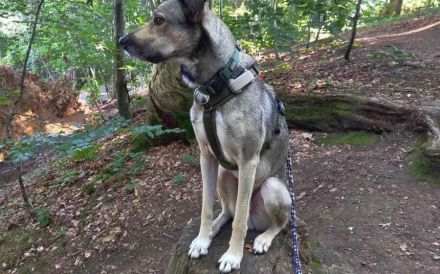 Wer schenkt dem kleinen Entdecker Kirnkin sein Zuhause?