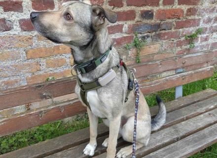 Wer schenkt dem kleinen Entdecker Kirnkin sein Zuhause?