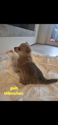 Zwergpinscher- pomeranian